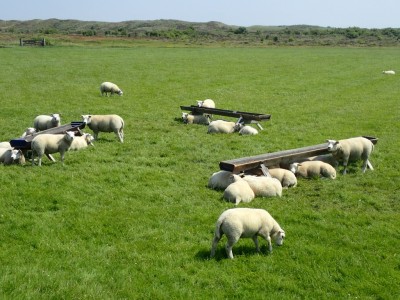 Voorjaar op Texel